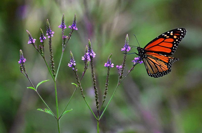 Honorable Mention, Wildlife\n\nAnd Miled to Go\n\nAlderfer Oenslager Medina County Park