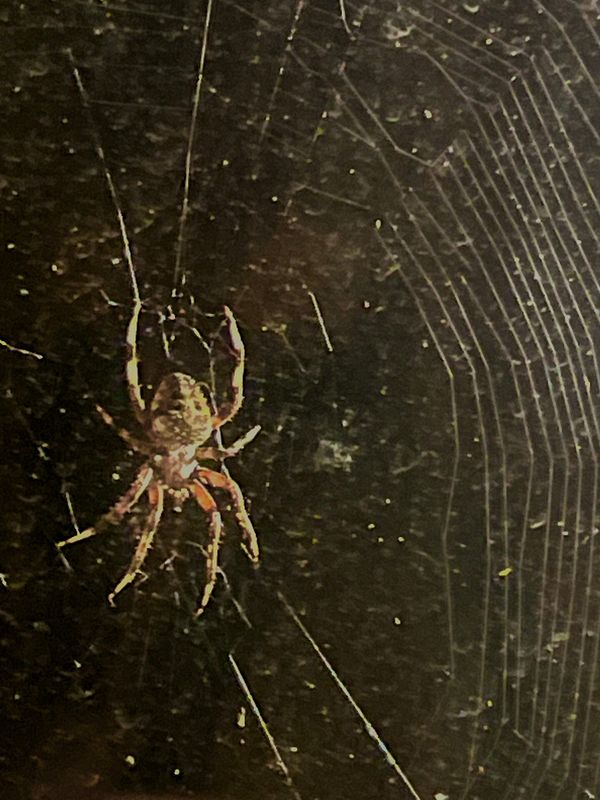 CVNP\n\nSpider at night