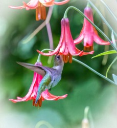 CVNP\n\nRuby-throated Hummingbird Sipping Nectar from Canada Lilies