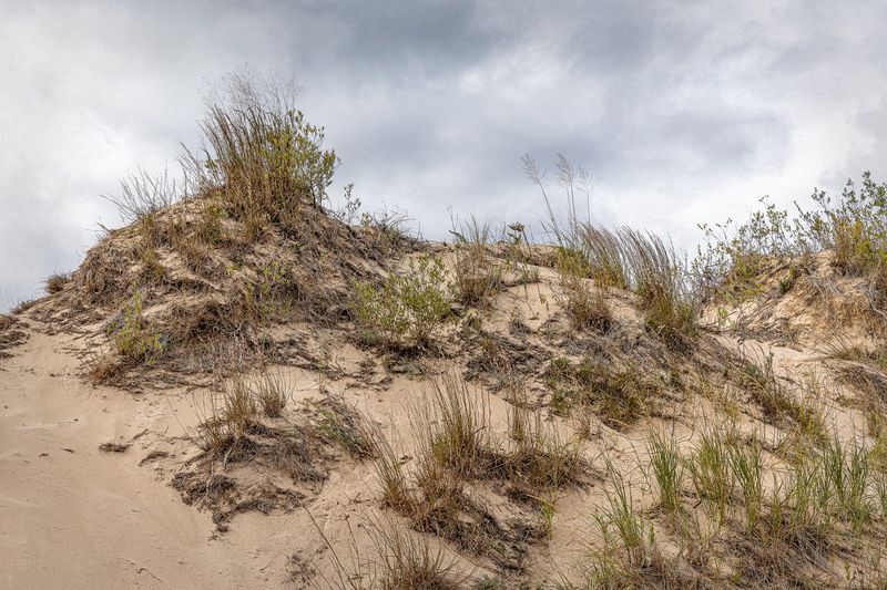 Landscape\n\nSand Dunes\n\nLudinton State Park