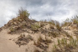 Landscape\n\nSand Dunes\n\nLudinton State Park