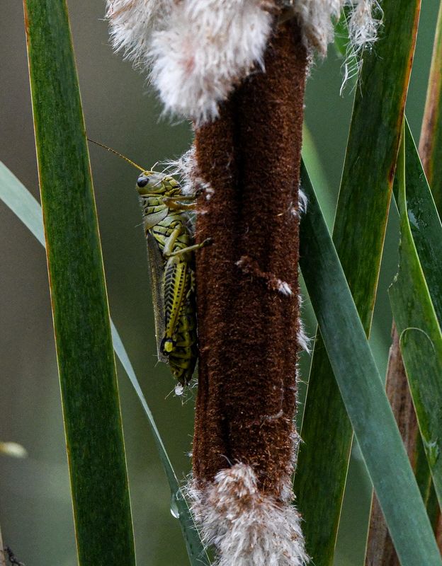 Macro\n\nGrasshopper on Cattail\n\nSandy Ridge Reservation