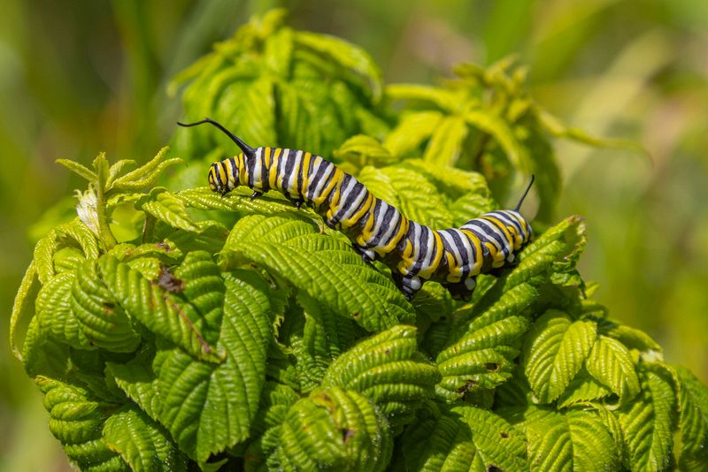 Macro\n\nMonarch Caterpillar\n\nBrecksville Metro Park