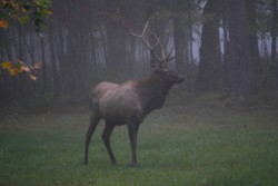 Wildlife\n\nBull elk in early morning fog\n\nElk Country Visitor Center, PA