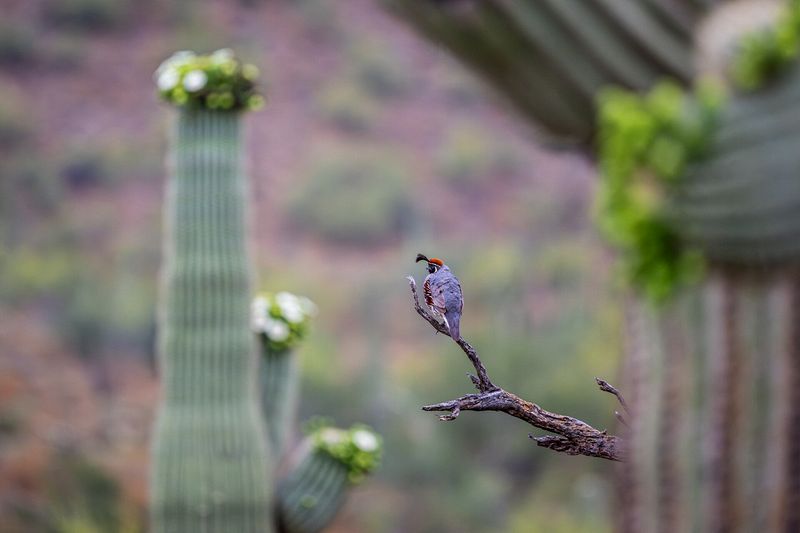 Wildlife\n\nGamble's Quail in Saguaro\n\nTonto National Forest, AZ