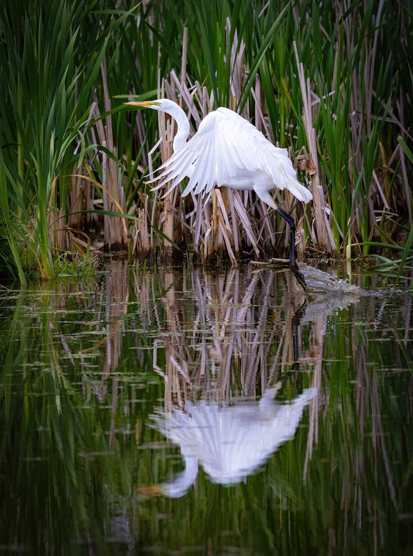 Wildlife\n\nGreat Egret Reflection\n\nSandy Ridge Reservation