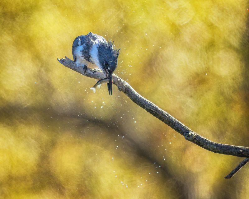 Wildlife\n\nPounding Perch\n\nBeaver Marsh