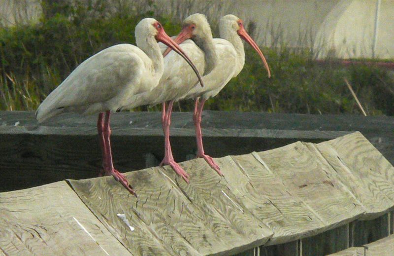 Wildlife\n\nS. Padre National Seashore