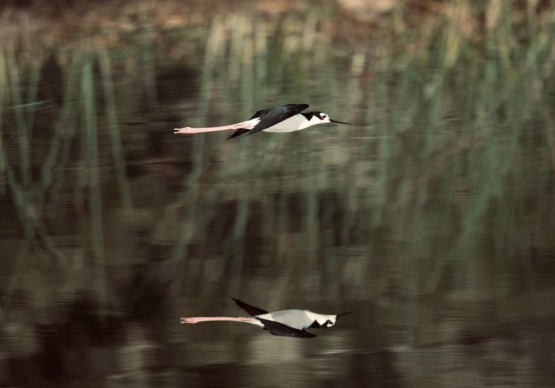Wildlife\n\nReflective black necked stilt\n\nMyakka River State Park, FL