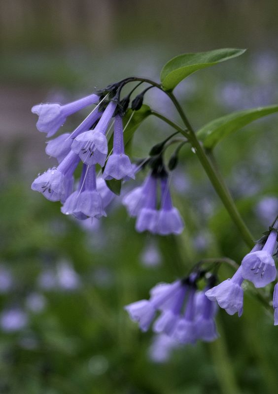 Hemlock Creek Wildflower Area