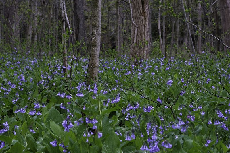 Hemlock Creek Wildflower Area