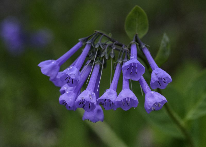 Hemlock Creek Wildflower Area