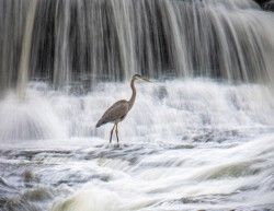Great Blue Heron at Quarry Rock Falls (Provisional 4th Photo)