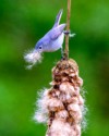 Tim Thomas Best of Show\nFIrst PLace CVNP\n\nGathering Fluff \n\nStation Road