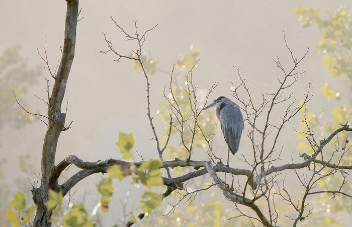 Honorable Mention CVNP\n\nGreat Blue Heron\n\nBeaver Marsh