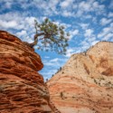 Second Place, Landscape\n\nLonely Tree\n\nZion National Park