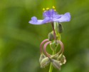 Second Place, Macro\n\nOhio Spiderwort\n\nBrecksville Prairie