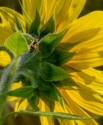 Thurd Place, Macro\n\nSunflower\n\nAvon Sunflower Park