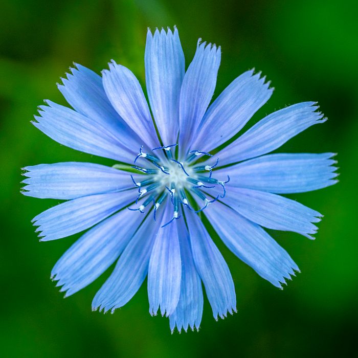 Honorable Mention - Macro\n\nChicory\n\nLittle Meadow