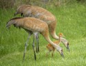 First Place, WIldlife\n\nSandhill Cranes\n\nSandy Ridge Metro Park