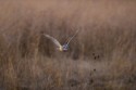 Third Place, Wildlife\n\nShort Eared Owl on Grass\n\nKildeer Plains Wildlife Area