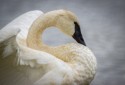 Honorable Mention, WIldlife\n\nTinkers Creek Trumpeter Swan\n\nLiberty Park, Tinker's Creek Area