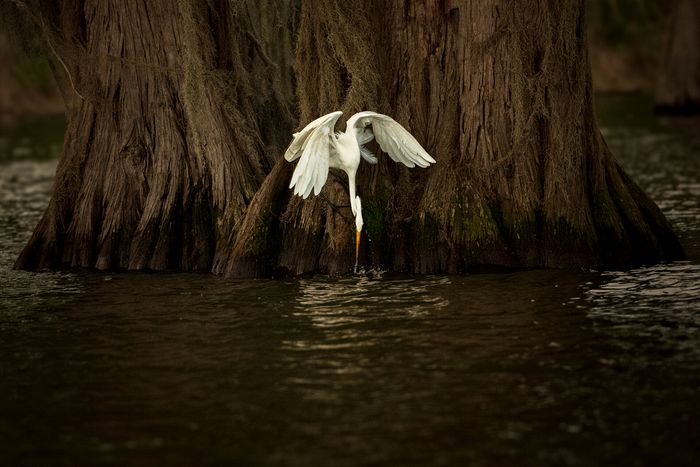 Honorable Mention, Wildlife\n\nFishing Egret\n\nActhafalaya National Wildlife Refuge