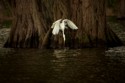 Honorable Mention, Wildlife\n\nFishing Egret\n\nActhafalaya National Wildlife Refuge