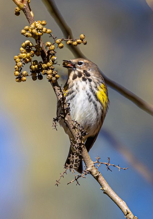 CVNP\n\nYelloe Rumped Warbler