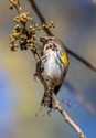 CVNP\n\nYelloe Rumped Warbler