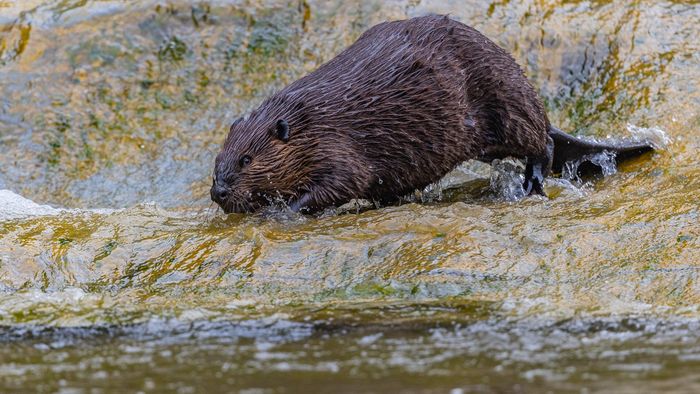 CVNP\n\nAmerican Beaver