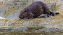 CVNP\n\nAmerican Beaver