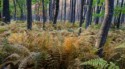 Landscape\n\nAutumn Ferns , Blackwater SP