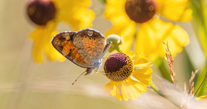 Macro\n\nPearl Crescent on Purplehead Sneezeweed. Kendall Hills