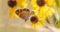 Macro\n\nPearl Crescent on Purplehead Sneezeweed. Kendall Hills