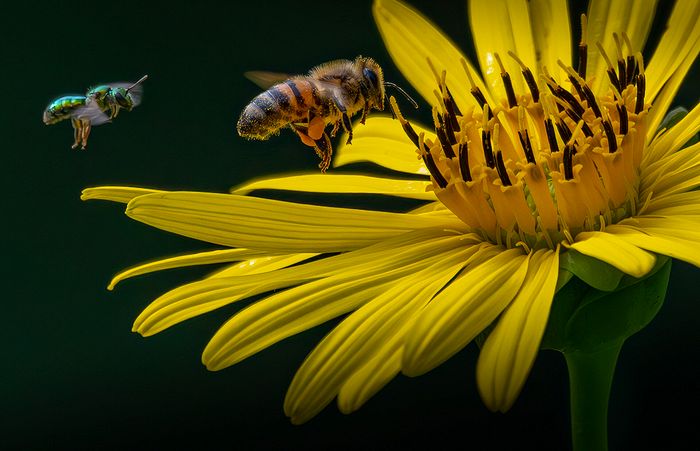 Macro\n\nNext in Line, Little Meadow