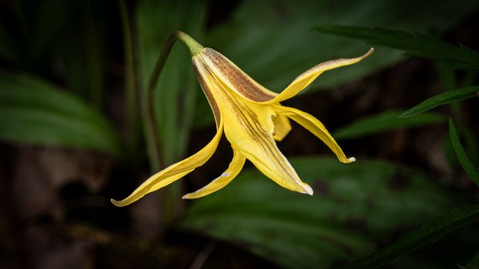 Macro\n\nTrout Lilly, Furnace run