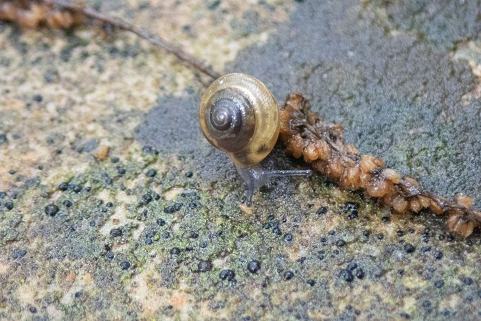 Macro\n\nLil Snail