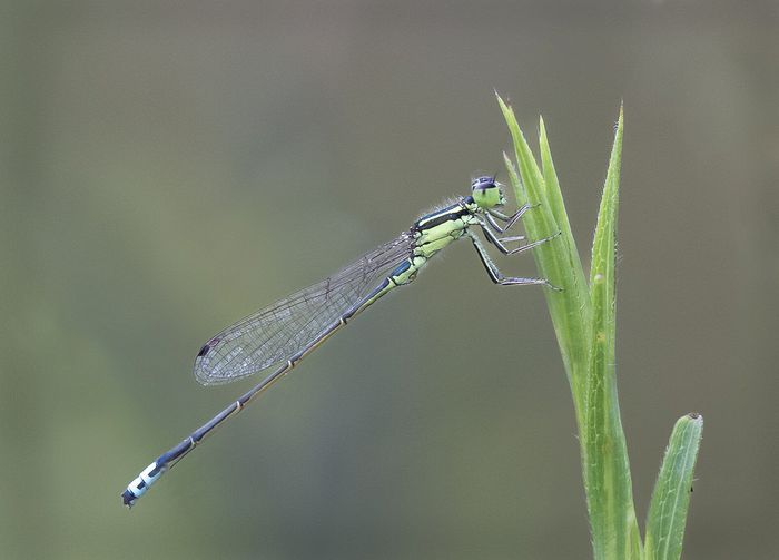 Maceo\n\nEastern Forktail, Bedford Reservation