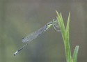 Maceo\n\nEastern Forktail, Bedford Reservation