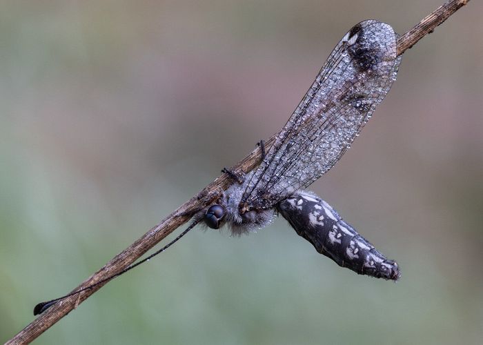 Macro\n\nOwl Fly, Bedford Reservation