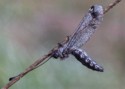 Macro\n\nOwl Fly, Bedford Reservation