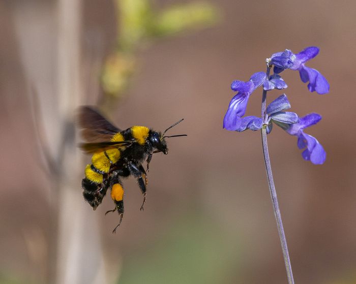 Macro\n\nPollinating