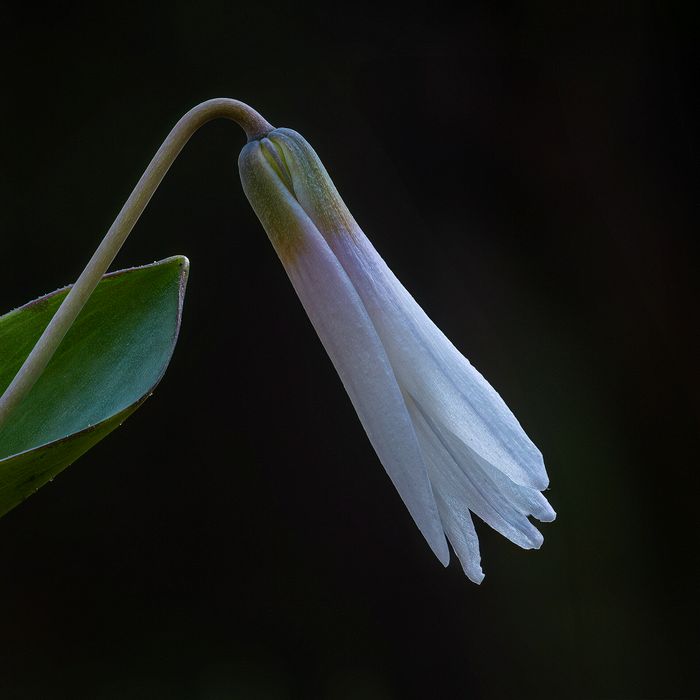 Macro\n\nWhite Trout Lilly, Hemlock Creek