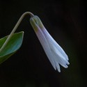 Macro\n\nWhite Trout Lilly, Hemlock Creek