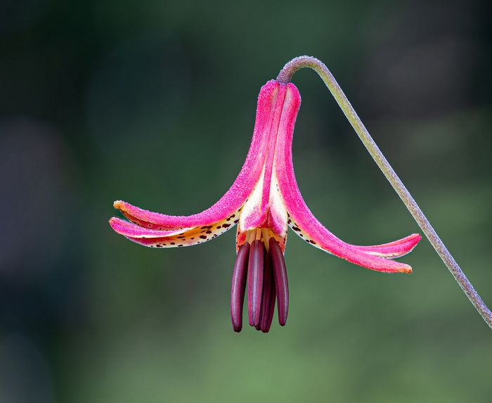 Macro\n\nCanada Lilly, Little Meadow