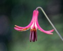 Macro\n\nCanada Lilly, Little Meadow