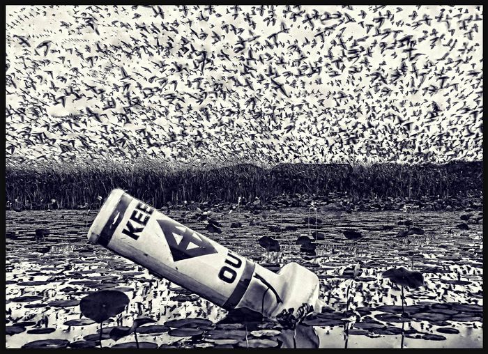 Wildlife\n\nPurple Martins, Nimisila