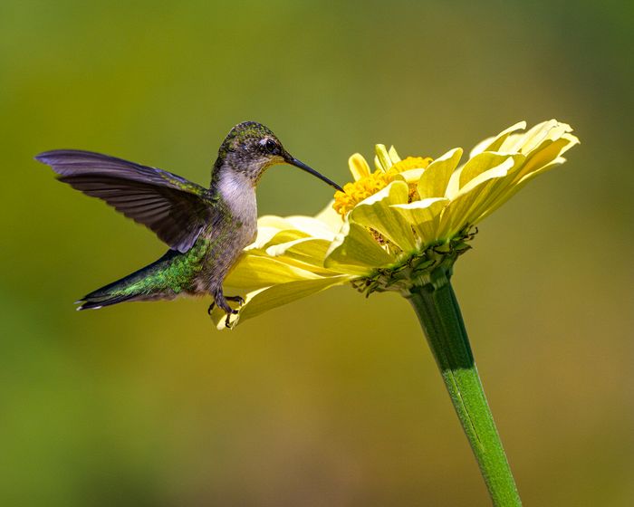 Wildlife\n\nAll the Shimmers, Summit County Metroparks