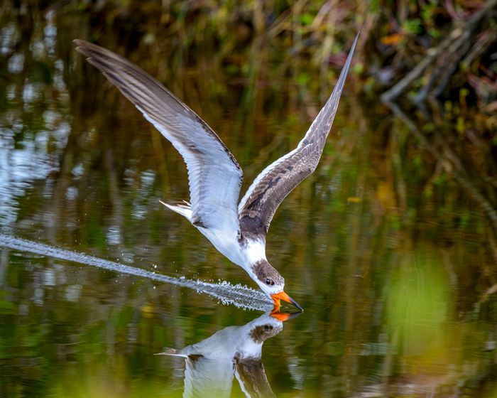 Wildlife\n\nBlack Skimmer Lake Apopla Wildlife Dr, FL